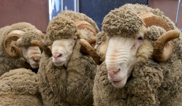 Merino sheep
