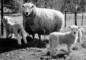 Perendale sheep