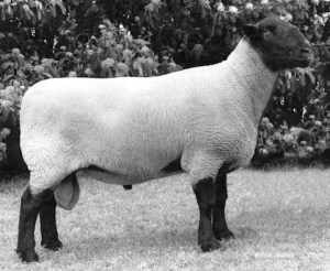 Suffolk sheep
