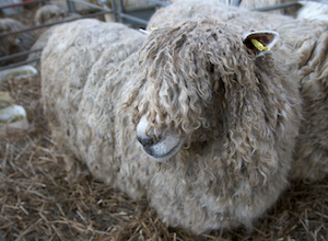 Lincoln sheep